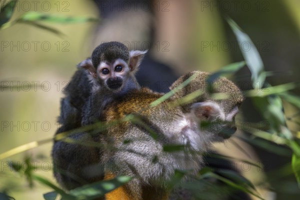 One female Central American squirrel monkey, Saimiri oerstedii, carrying her baby. Green vegetation