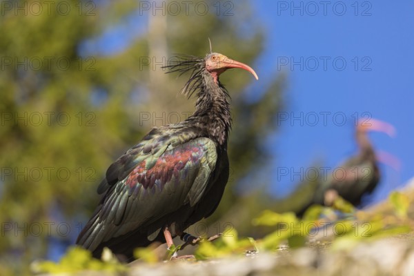 A Northern Bald Ibis, Hermit Ibis, Geronticus eremita sits on a fence, blue sky in the background