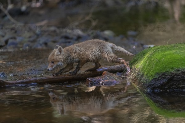 One young red fox, Vulpes vulpes, walking through a shallow forest creek in late light. Searching