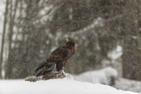 One golden eagle (Aquila chrysaetos) sitting on a carcass of a red fox on a snowy meadow during