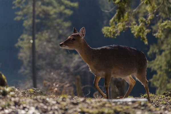 One female Manchurian sika deer or Dybowski's sika deer (Cervus nippon mantchuricus or Cervus