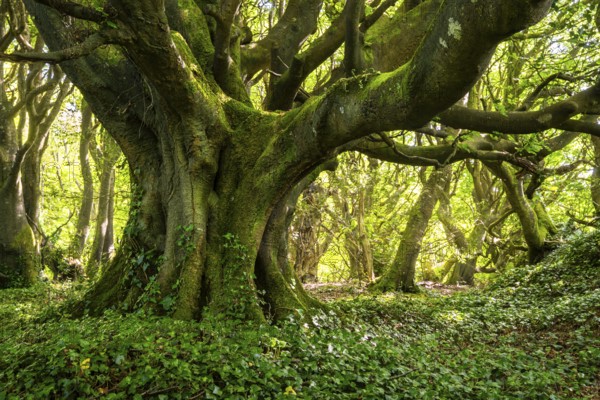 Forest landscape. A mighty gnarled old tree in a forest in Cornwall. Moss on the trunk, ivy