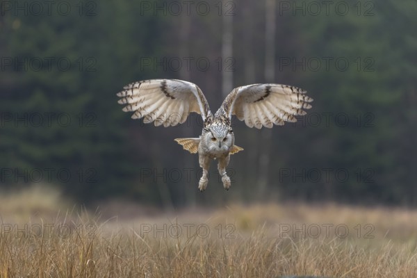 One Siberian Eagle Owl (Bubo bubo sibiricus) landing on a rock between tall reed grass lakeshore on