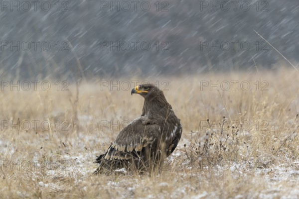 One steppe eagle, Aquila nipalensis, sitting on a snowy meadow during snowfall. Trees and grass in