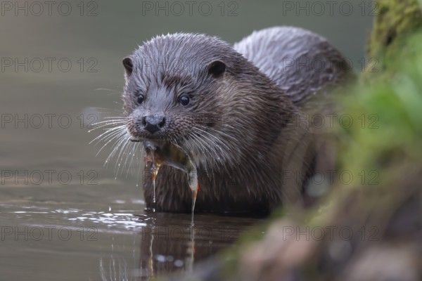 Eurasian otter (Lutra lutra) adult animal feeding on a fish in a river, England, United Kingdom,