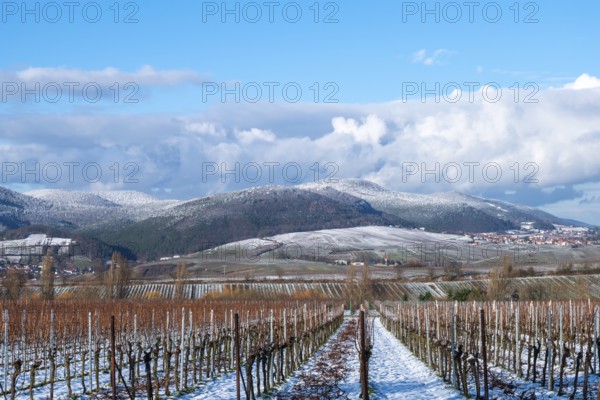Vineyards in the snow with mountains in the background and blue sky, Southern Palatinate,