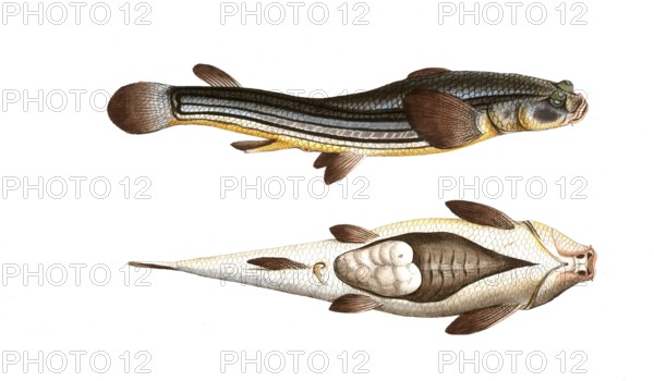 Fish, Fische, Anableps Tetrophthalmus, das Vierauge, the Four-eye, Historic, digitally restored