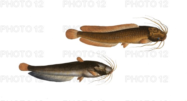 Fish, fishes, top: Genus of fish from the catfish family within the catfish order, Silurus