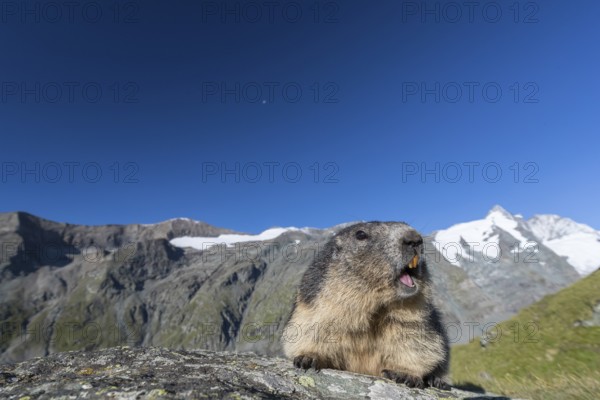One adult Alpine Marmot, Marmota marmota, standing on a rock. Grossglockner Mountain in the distant