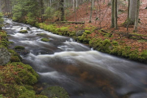 Kleine Ohe creek below Waldhaeuser village in the Bavarian Forest Nationalpark. Flowing water and