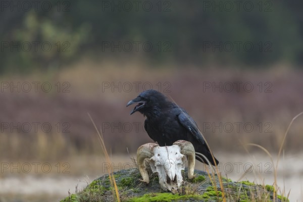 One common raven (Corvus corax) standing on a rock, searching for food on a ram skull. On a dry