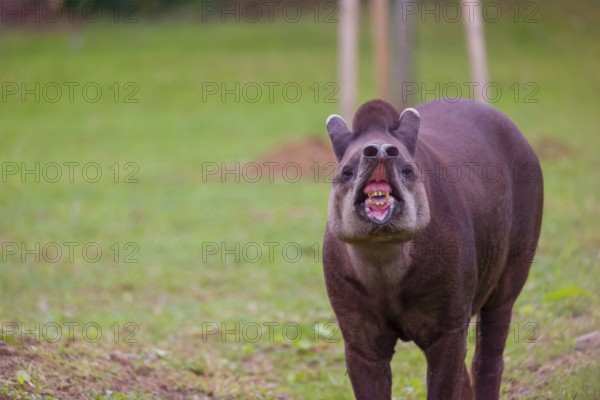 A South American tapir (Tapirus terrestris) stands flehming on a clearing