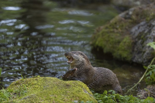 One Eurasian otter (Lutra lutra), sitting on a mossy rock and eating a fresh caught fish