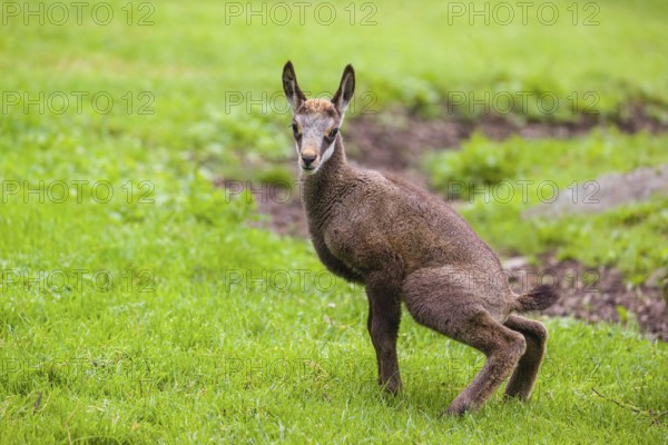 A young Chamois (Rupicapra rupicapra) stands on a fresh green meadow, urinating