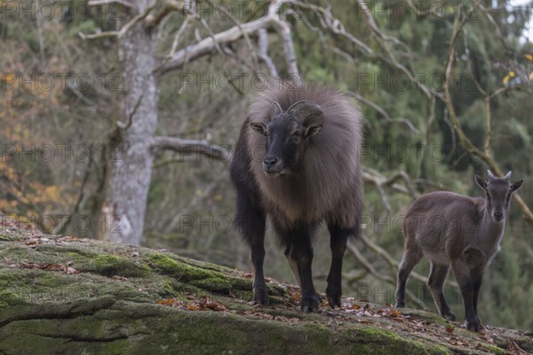 One female and one male Himalayan Tahr (Hemitragus jemlahicus) standing in a forest. Green and