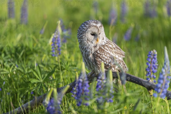 One Ural owl (Strix uralensis) sitting on a branch lying in a field of flowering lupines in late