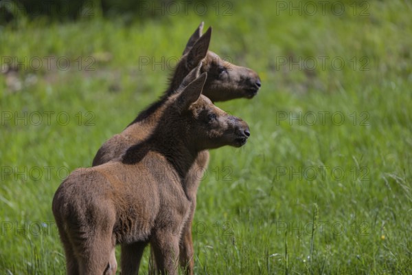 Two baby moose or elk, Alces alces, (19 days old, born May 8, 2020) walking through tall fresh