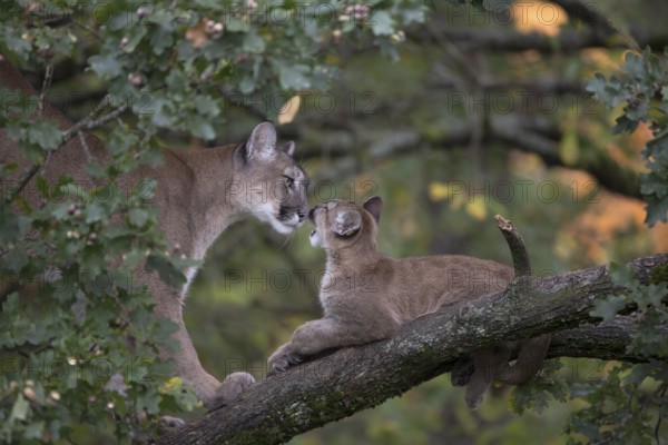 One cougar mother, Puma concolor, grooming her kitten, standing on a big branch high up in an oak