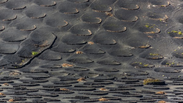 2016, La Geria, Lanzarote, La Geria, ESP, Spain, Canary Islands, Canary Islands, Atlantic Ocean,