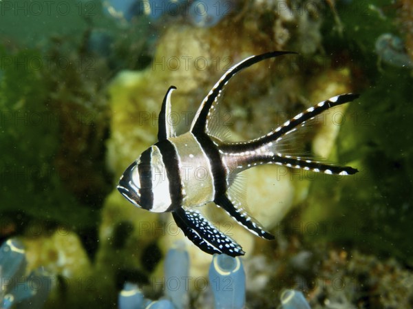 A Banggai cardinalfish (Pterapogon kauderni) with stripes swimming in the coral reef, dive site
