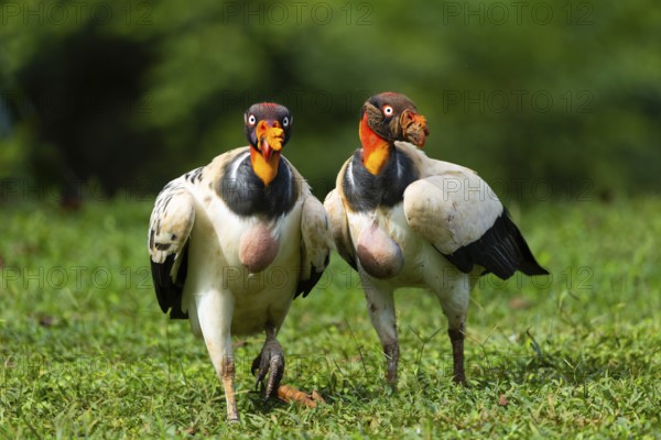 King vulture (Sarcoramphus papa), cock, vulture birds (Aegypiinae), Laguna del Lagarto Lodge,