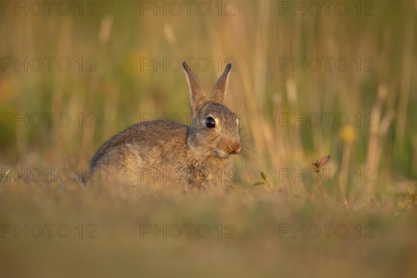 Rabbit (Oryctolagus cuniculus) wild juvenile baby animal in grassland in the summer, England,