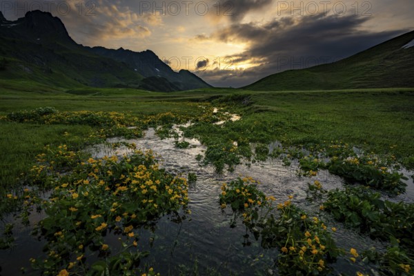 Summit in the morning light with dramatic clouds and marsh marigolds (Caltha) with stream in the