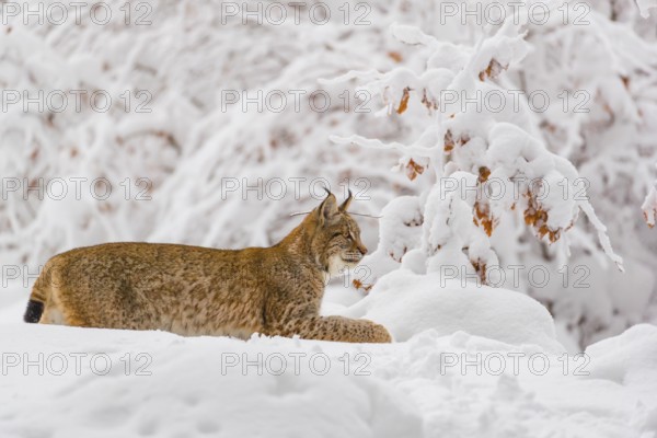 One young male Eurasian lynx, (Lynx lynx), walking through deep snow covered undergrowth in a