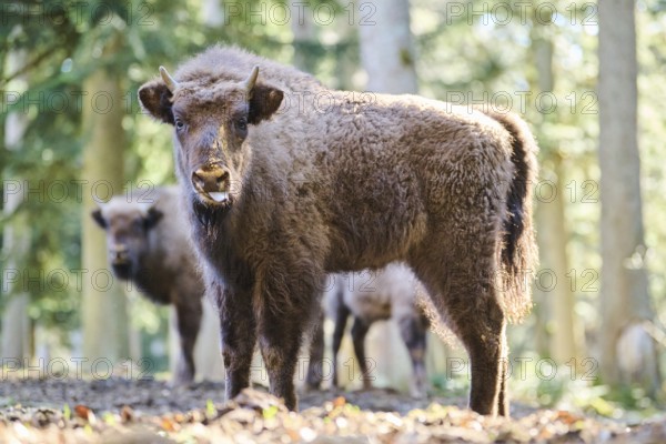 European bison (Bison bonasus) youngsters in a forest in spring, Bavarian Forest, Germany, Europe