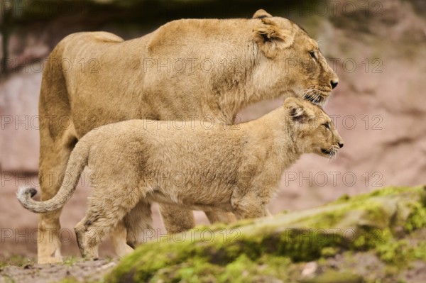 Asiatic lion (Panthera leo persica) female (mother) with her cub, captive