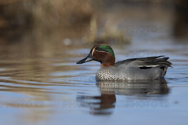 Teal, Creeping Teal or Quail Duck (Anas crecca), Sweden, Europe