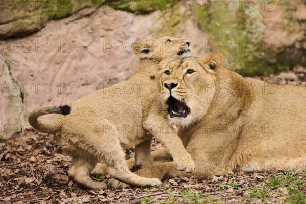 Asiatic lion (Panthera leo persica) female (mother) with her cub, captive