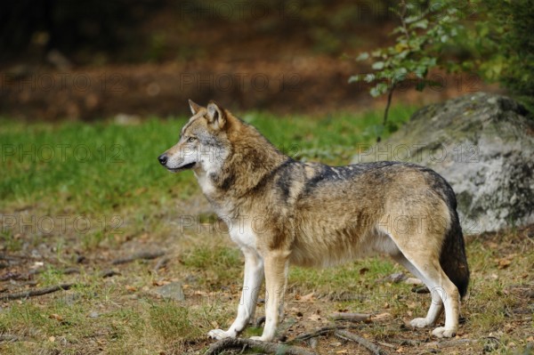 A wolf stands quietly and observing in a wooded environment, Eurasian wolf (Canis lupus lupus),