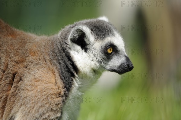 Portrait of a lemur on a green background, looking attentively, Ring-tailed Lemur (Lemur catta),