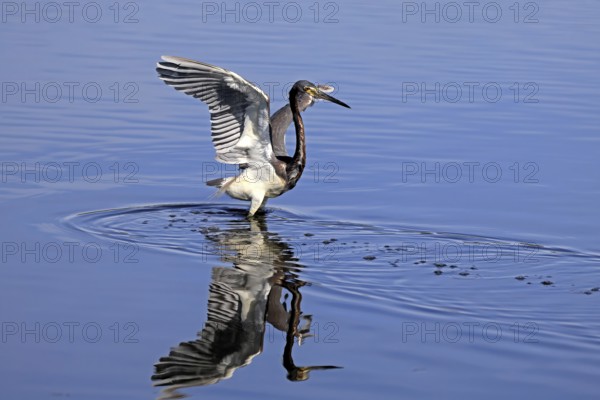 Tricoloured Heron (Egretta tricolor), adult, in the water, foraging, hunting, Merritt Island, Black