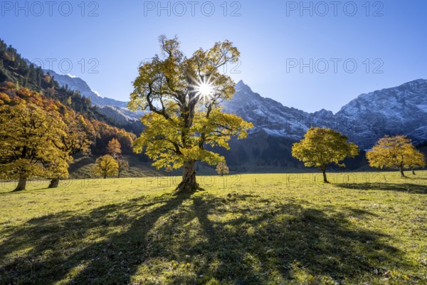 Sycamore maple with autumnal yellow foliage and Solaster endeca, large maple base in autumn, rocky