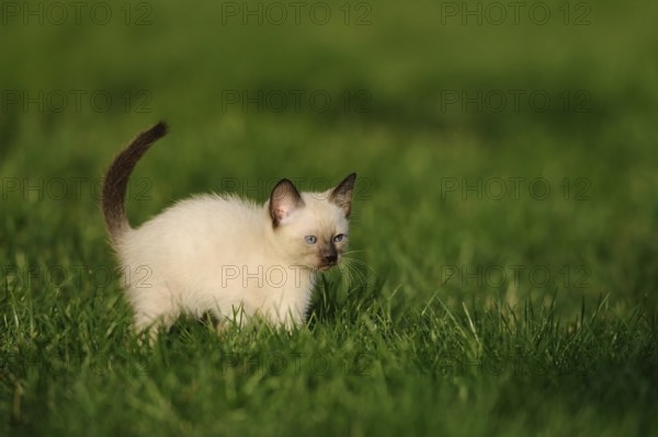 Kitten standing attentively on a green meadow, domestic cat (Felis catus), Siamese cat, Siamese