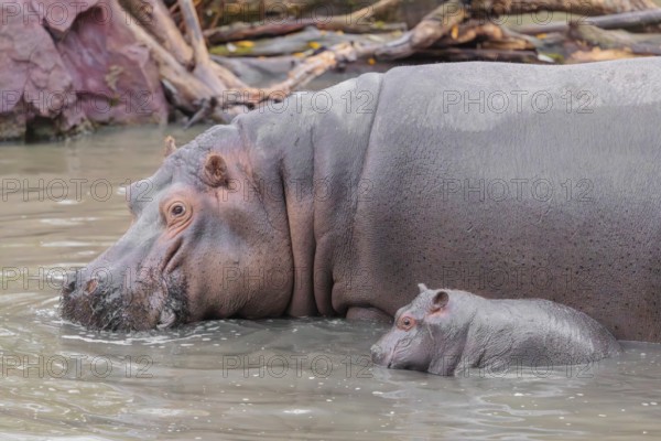 A baby hippopotamus (Hippopotamus amphibius) and its mother swimming in a river