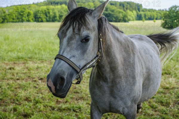 Young horses grazing in the paddocks of the Marbach Principal and State Stud's foal farm in St.