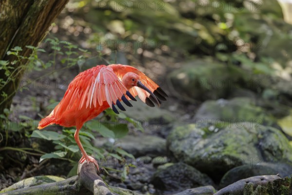 A scarlet ibis (Eudocimus ruber) stands on the riverbank and flaps its wings