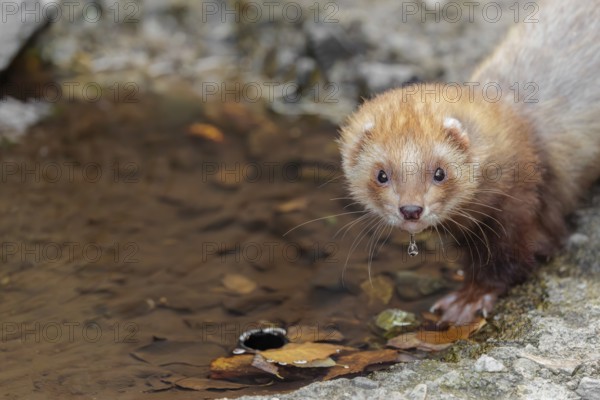 A female ferret (Mustela putorius furo) drinking from a little pond in a garden