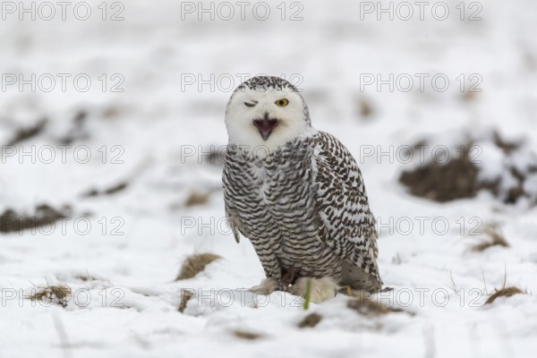 One snowy owl, Bubo scandiacus, Bubo scandiaca, Nyctea scandiaca sitting on a snowy meadow,