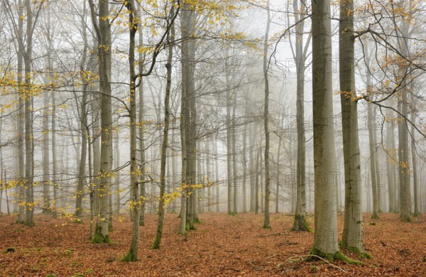 Beech forest, beech trees (fagus) with last yellow leaves in autumn, bare trees and fog,