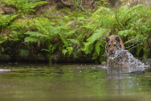 One young female Siberian Tiger, Panthera tigris altaica, walking thru the cool fresh water of a