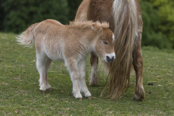 Falabella mare and foal, The Falabella (Equus ferus caballus) is the smallest horse at all