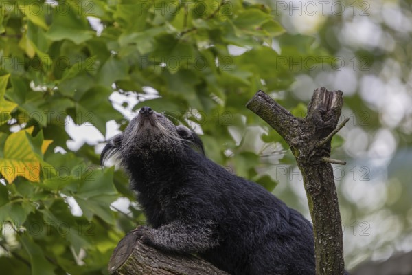 One binturong (Arctictis binturong), or bearcat balancing over branches framed by green leafs