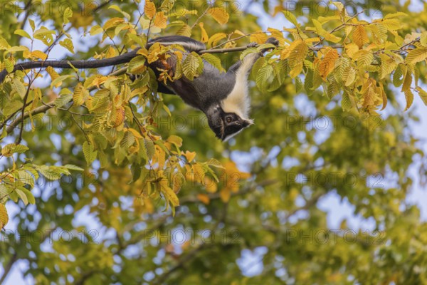 One adult Diana monkey (Cercopithecus diana) climbing along a thin twig with yellow leafs high up