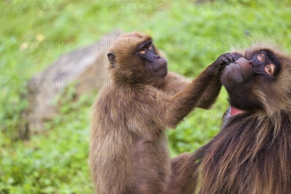 One female Gelada (Theropithecus gelada), or bleeding-heart monkey sitting on a log grooming an