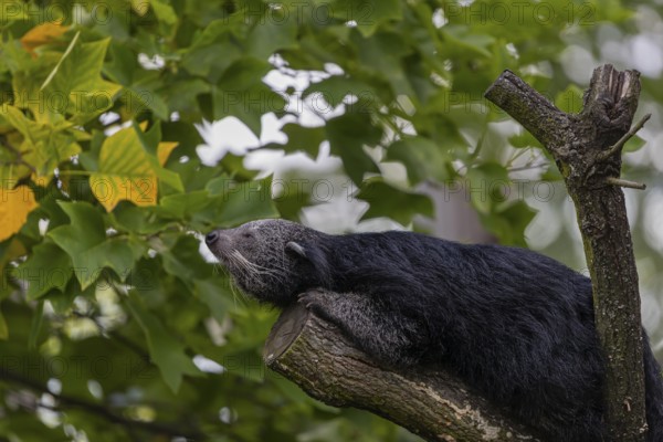 One binturong (Arctictis binturong), or bearcat balancing over branches framed by green leafs