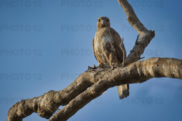 Madagascar buzzard in the dry forests of Kirindy in western Madagascar